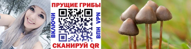 Галлюциногенные грибы Cubensis  Кирово-Чепецк 